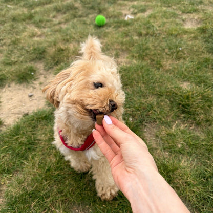 Hip & Joint Chews